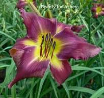 Beauty for Ashes (Simpson-E., 2018)